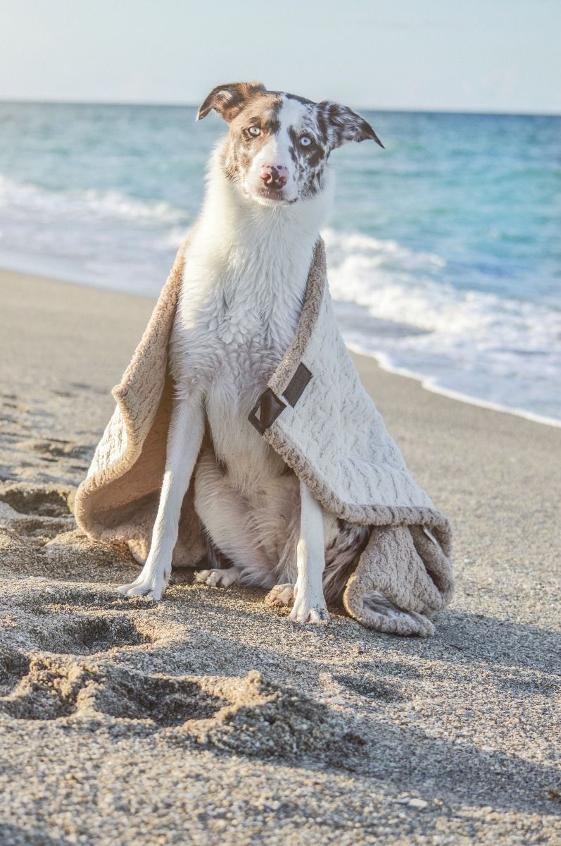 flyingbordercollies_13__1.jpeg